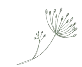 postcard_flower.png